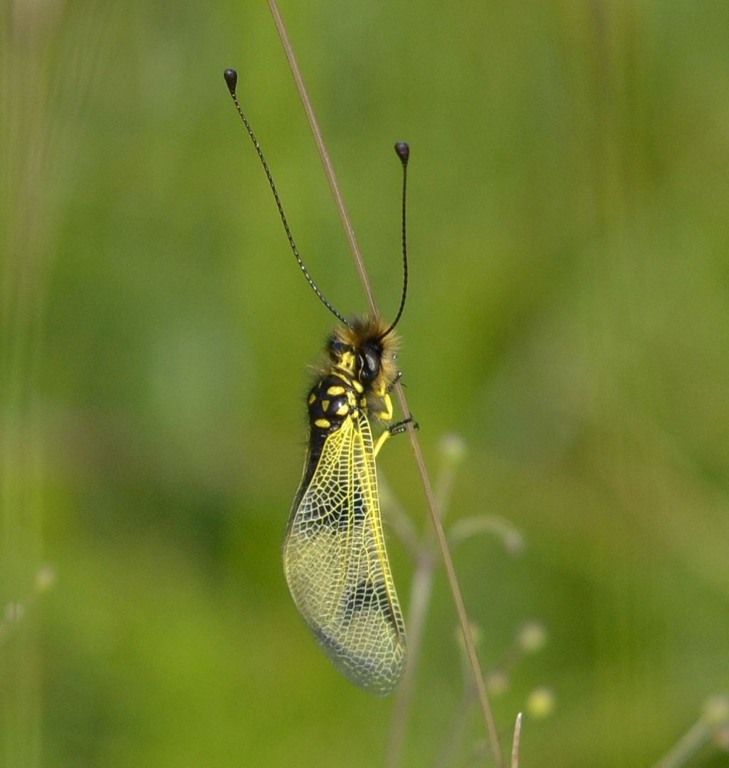 Libelloides longicornis?